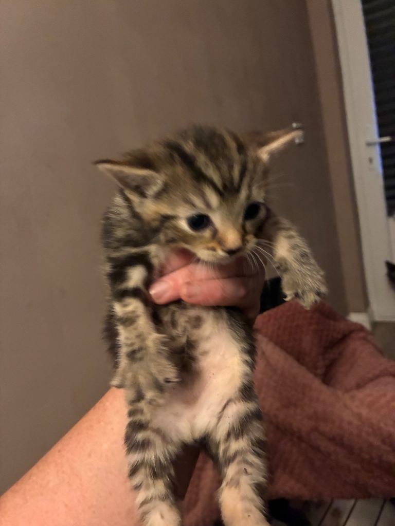 Kittens for sale