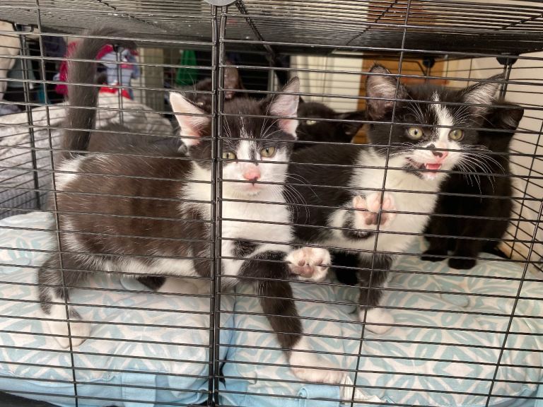 Kittens 