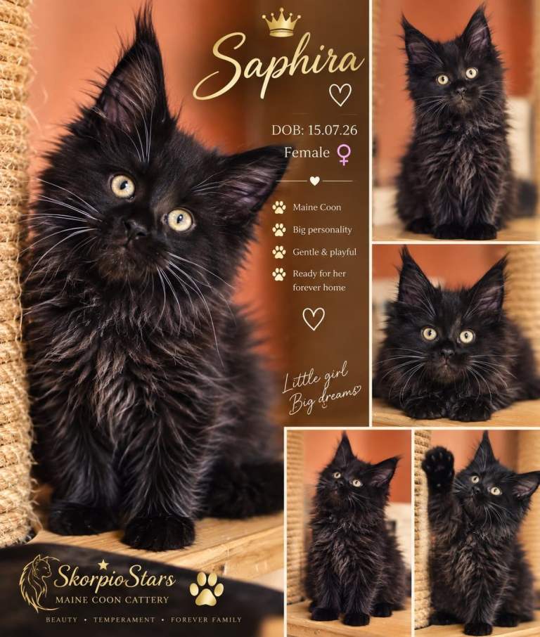 Beautiful Maine Coon Kittens – TICA Registered – Northampton