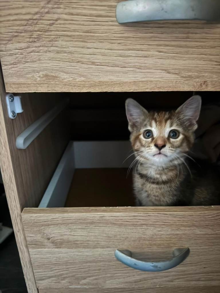 2 Adorable Kittens