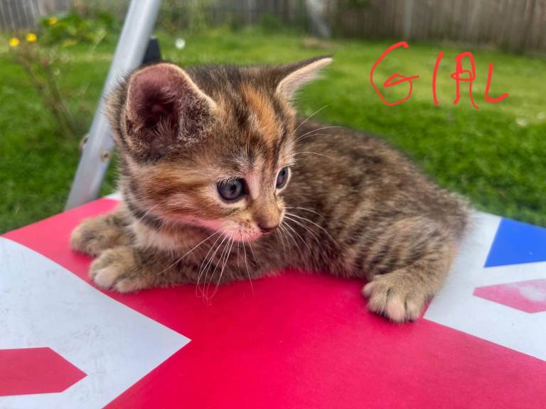 Lovely kittens 