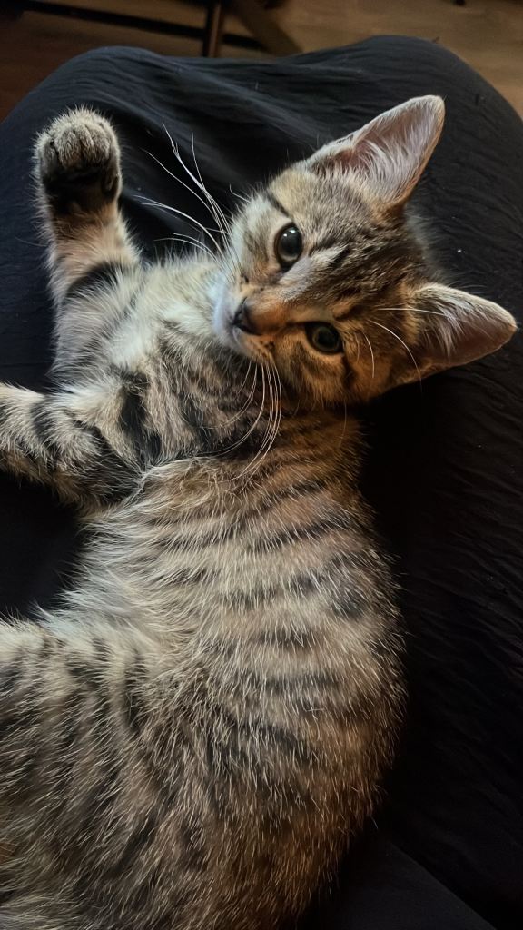 Kitten 