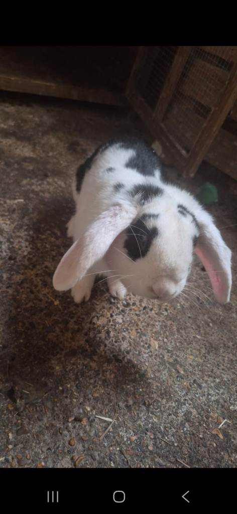 Male rabbit name oero 