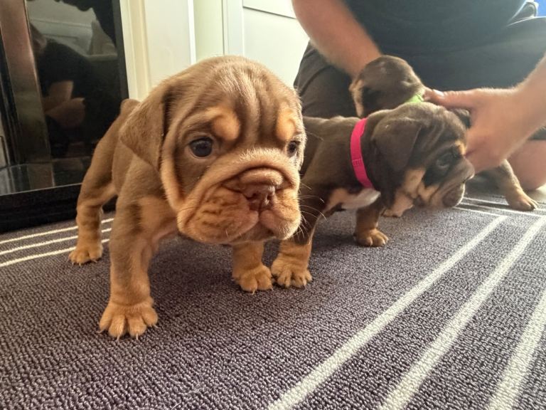 English bulldog puppies 