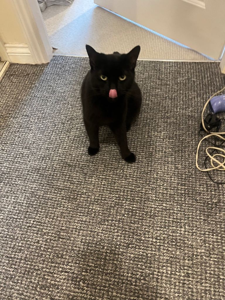  cat