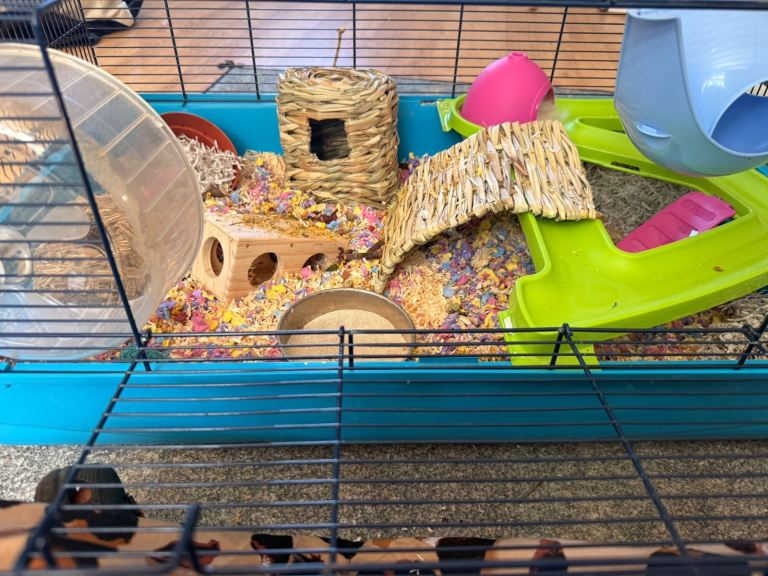 Hamster , with full cage set up 