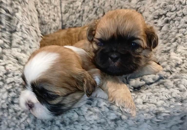 KC Reg to breed standard Shih Tzu / Shihtuz