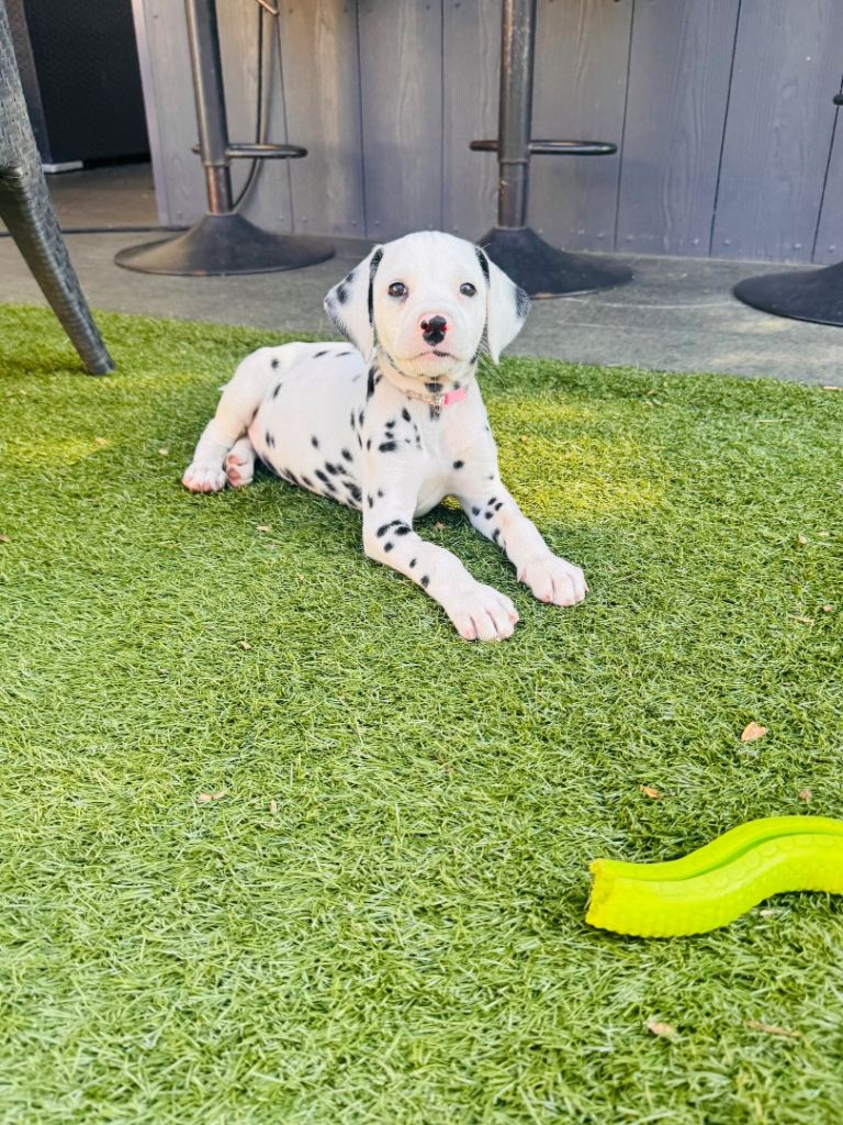 KC registered Dalmatian Puppies