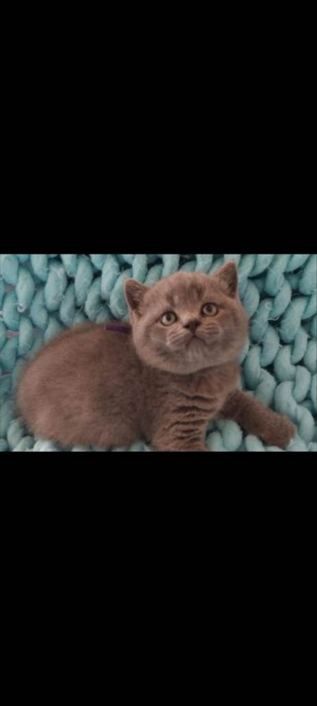 Beautiful Pedigree British short hair kittens 