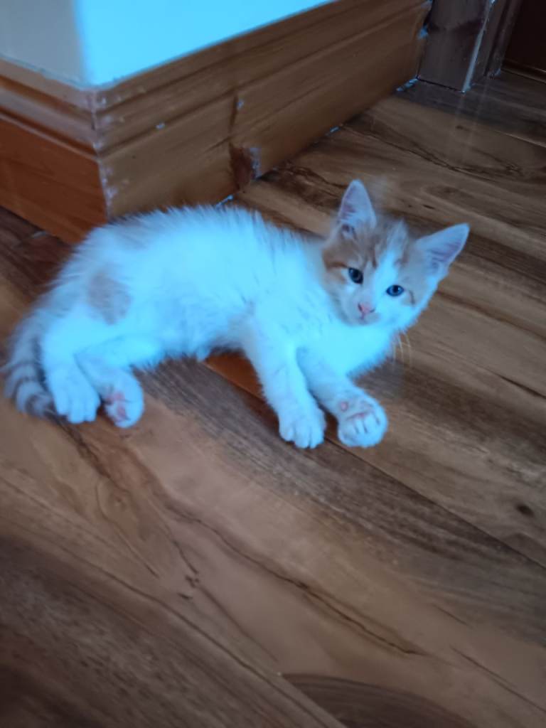 Kitten's 9 weeks old.