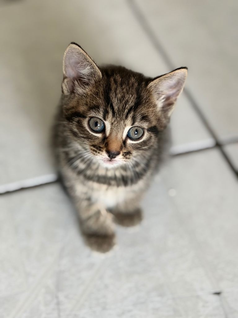 8 week old Bengal/ British Blue cross kittens