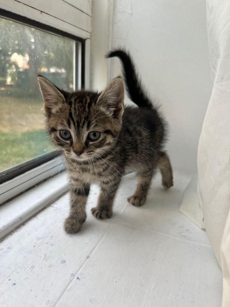     Adorable and healthy Kittens Looking for Loving Homes