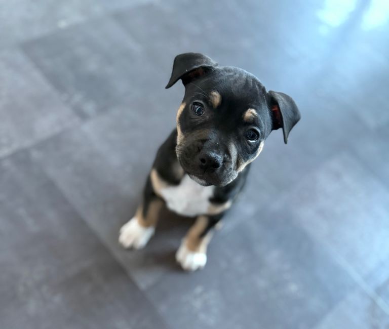 Staffy pup for rehome ASAP