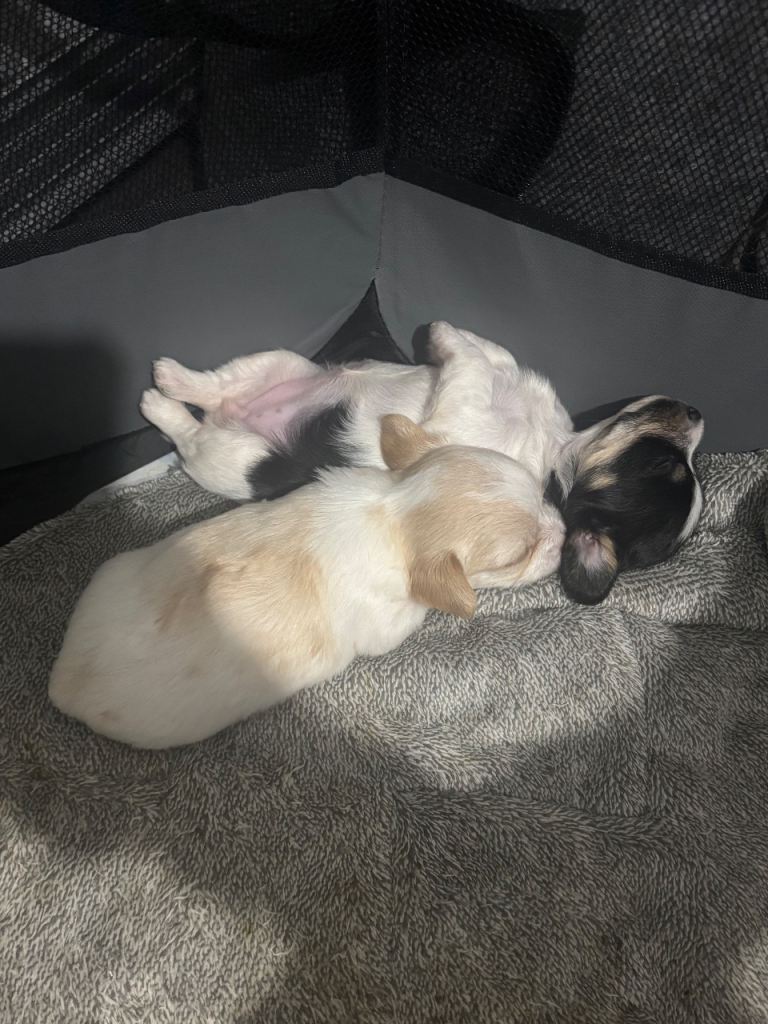 Jack Russell x chihuahua puppies for sale 