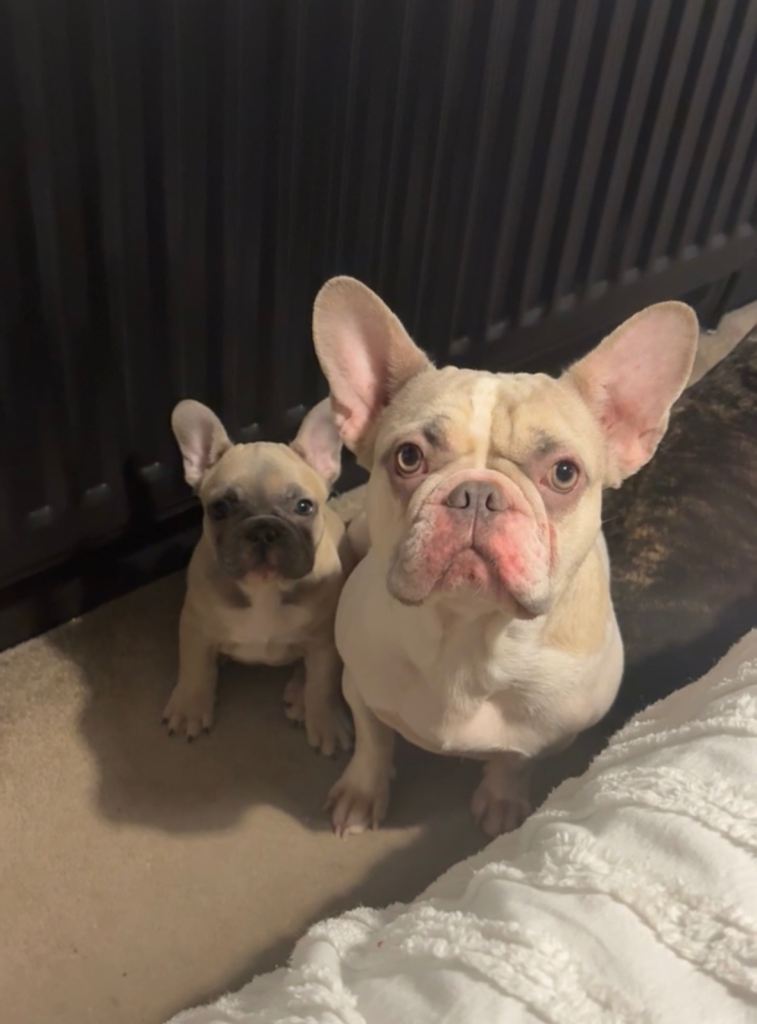 🐾 Beautiful Female French Bulldog Puppies Available 🐾