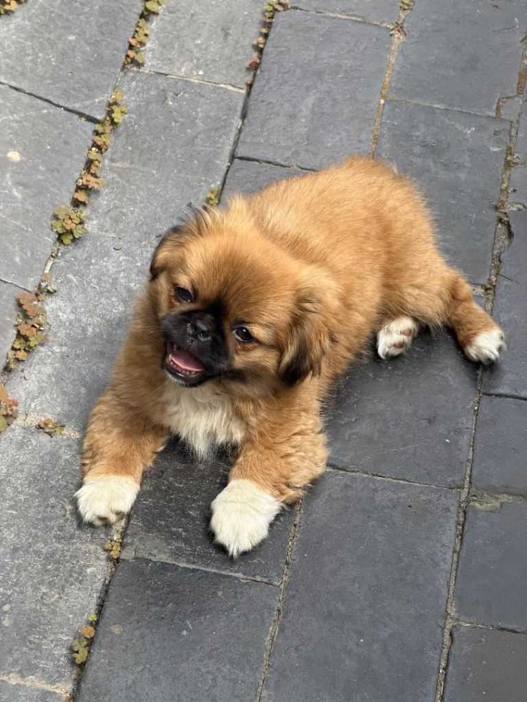 Puppy 