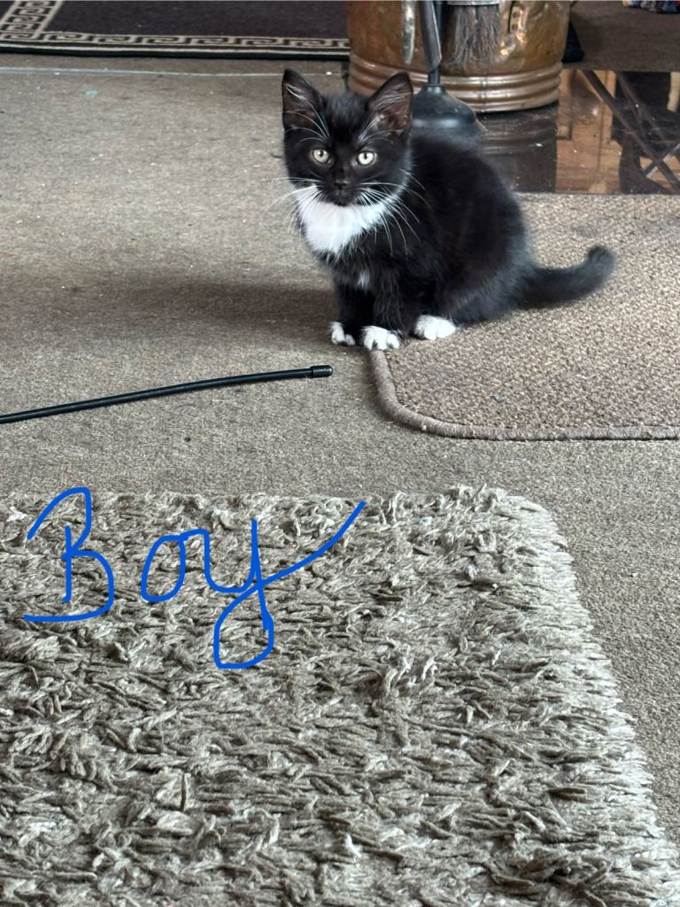 5 Kittens, ready to leave now 