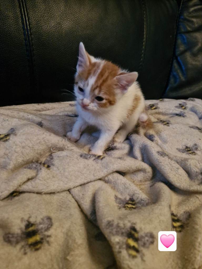 Kittens 
