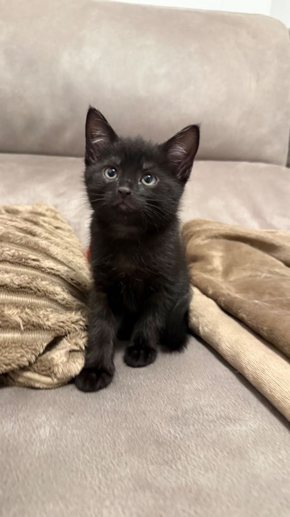 Black kitten - Domestic Shorthair 