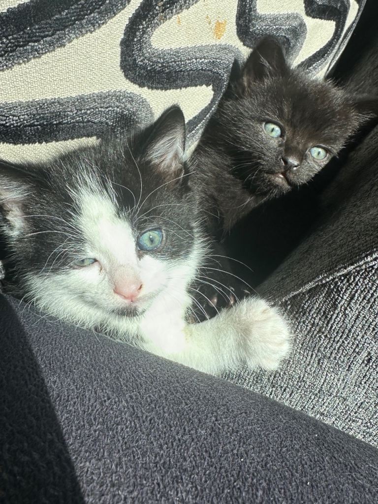 Two kittens looking for loving homes 