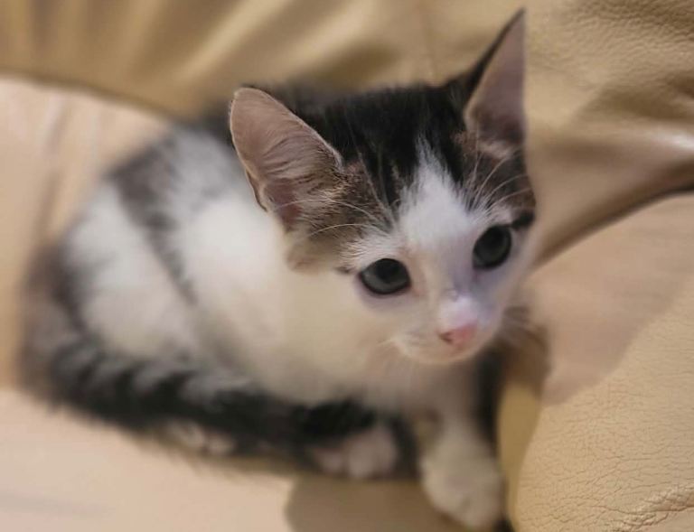 4 kittens