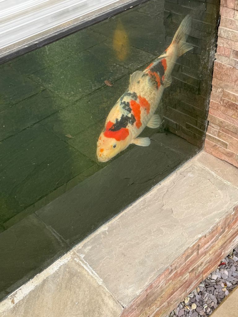 Japanese Koi Carp 