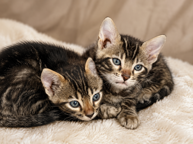 Purebred TICA Bengal kittens 
