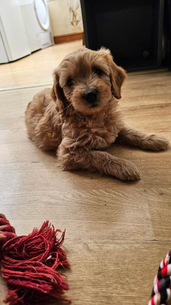 Last Mini Goldendoodle BOY for sale