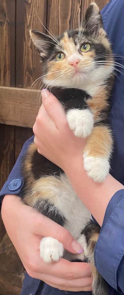 Cute Kittens for sale - Omagh