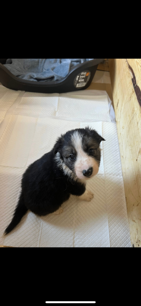 Border Collie Pups