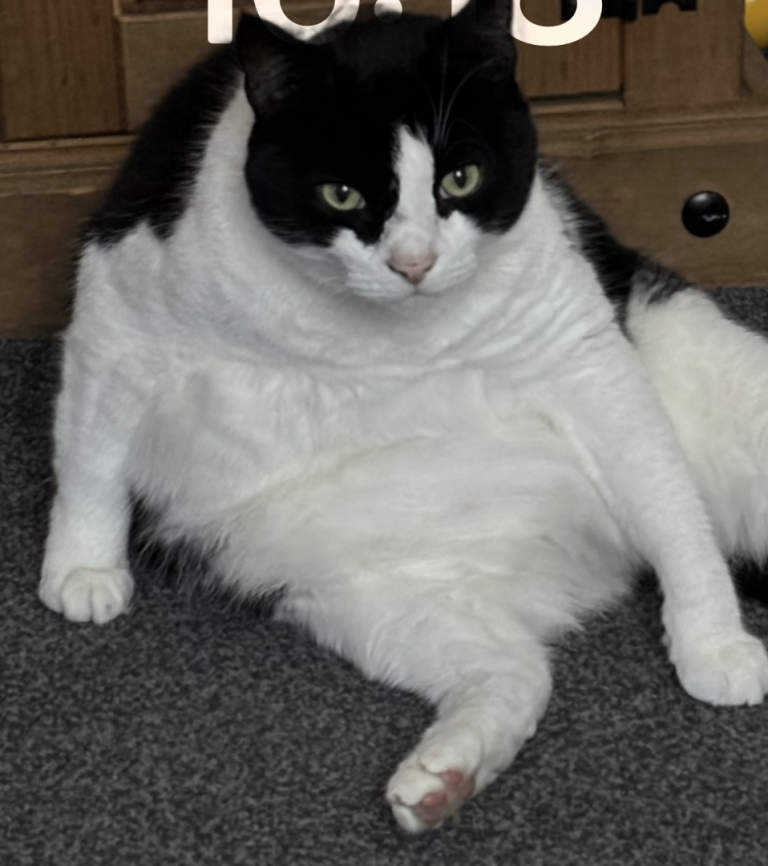 Wanted house to rent