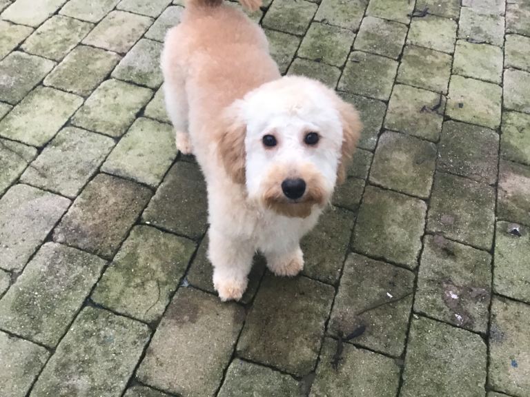 Rare toy Bernedoodle’s for rehoming 