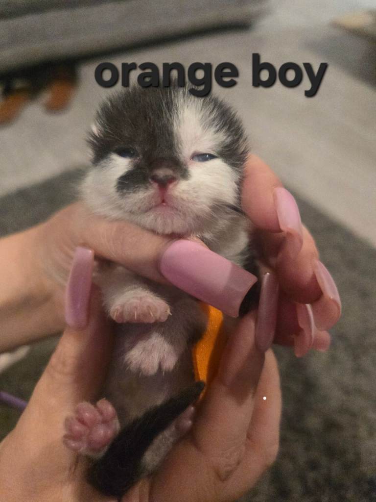 7 kittens for sale