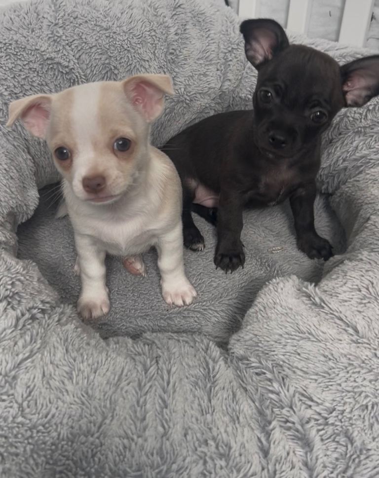 Chihuahua puppies x2 males READY TO GO