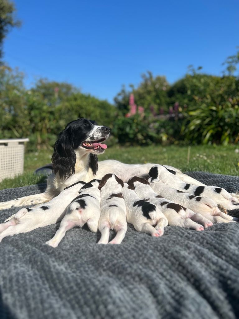 Springer spaniel pups for sale