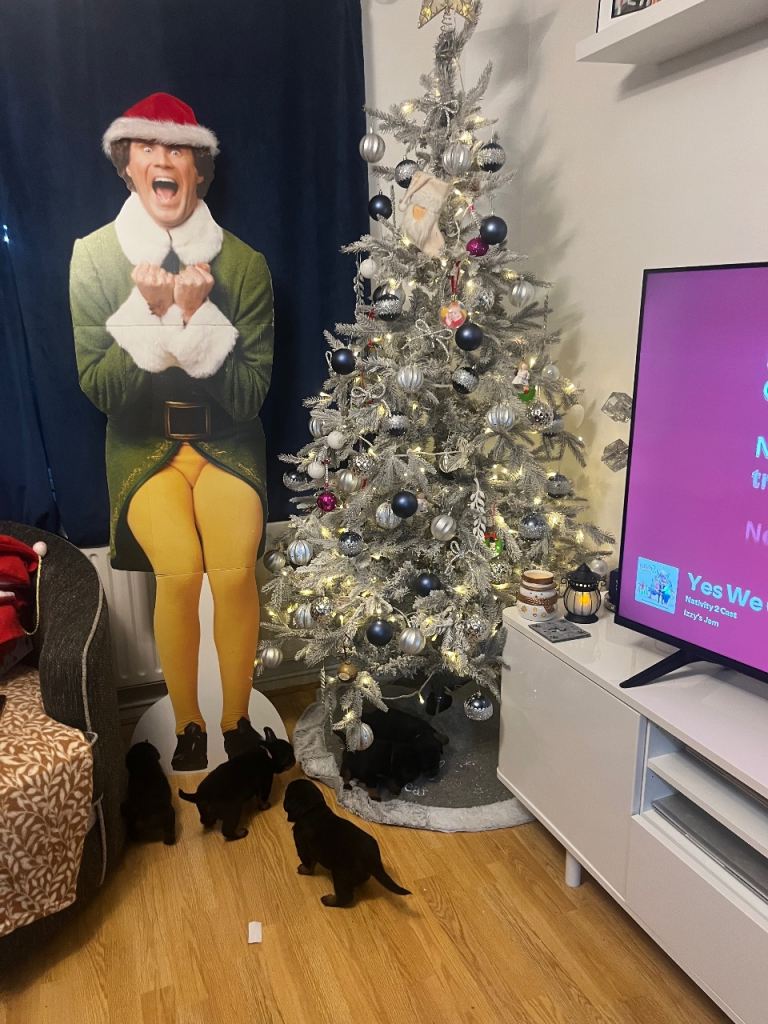 -Beautiful Rottweiler puppies (Burton on Trent)