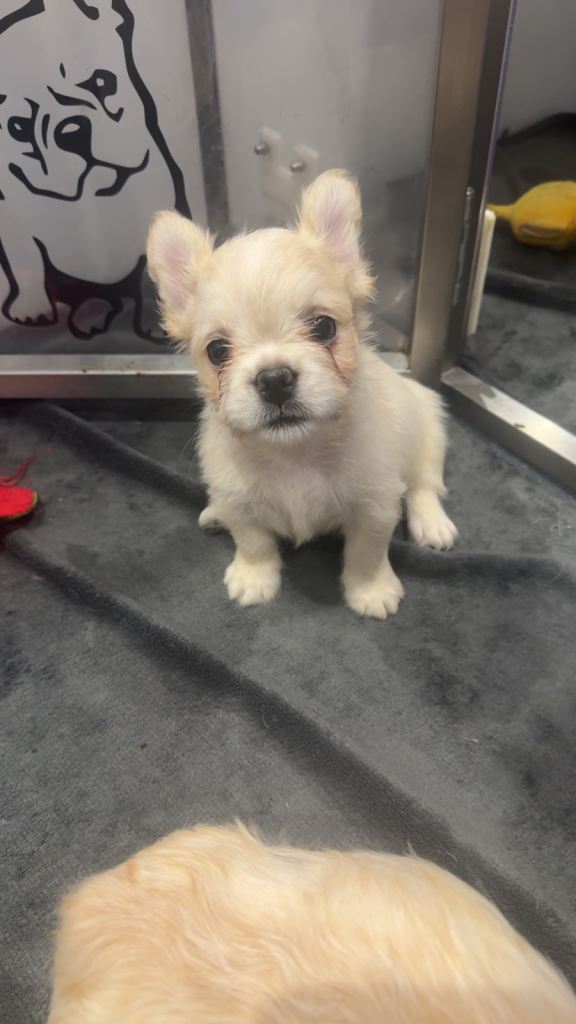 French bulldogs