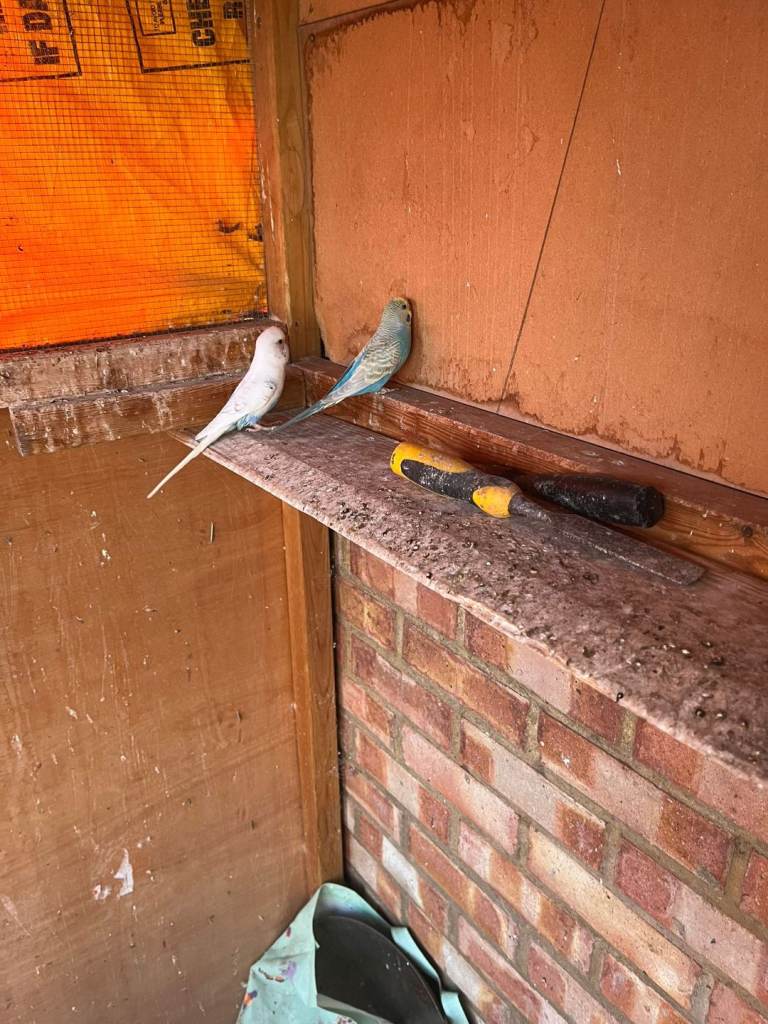 10 semi tame budgies for sale southall 