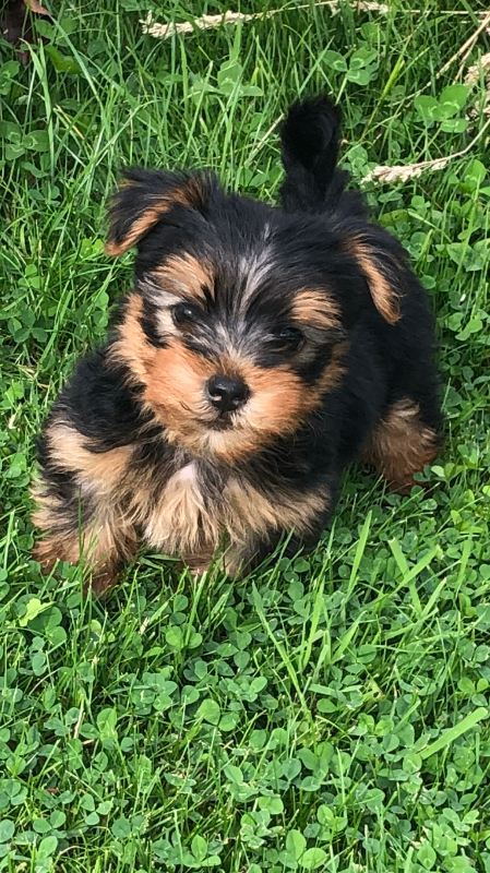 Yorkshire Terrier 