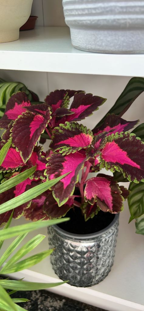 Coleus plants 