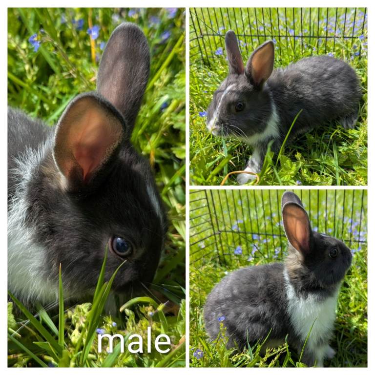Gorgeous baby rabbits.