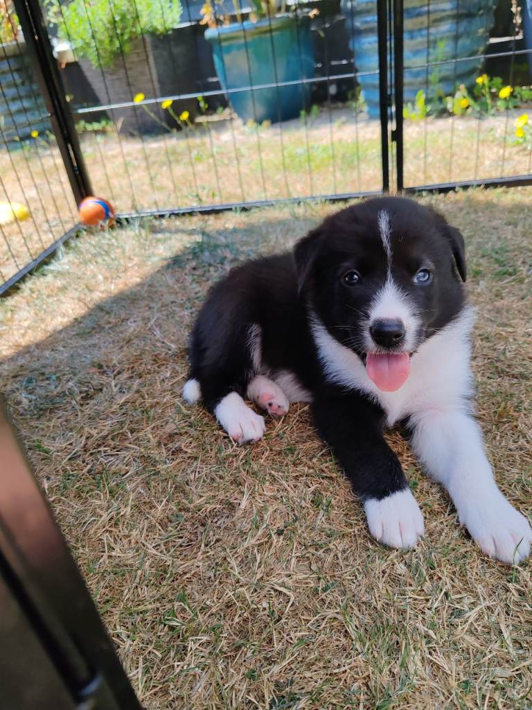 BORDER COLLIE/HUSKY CROSS PUPPY - LAST 1