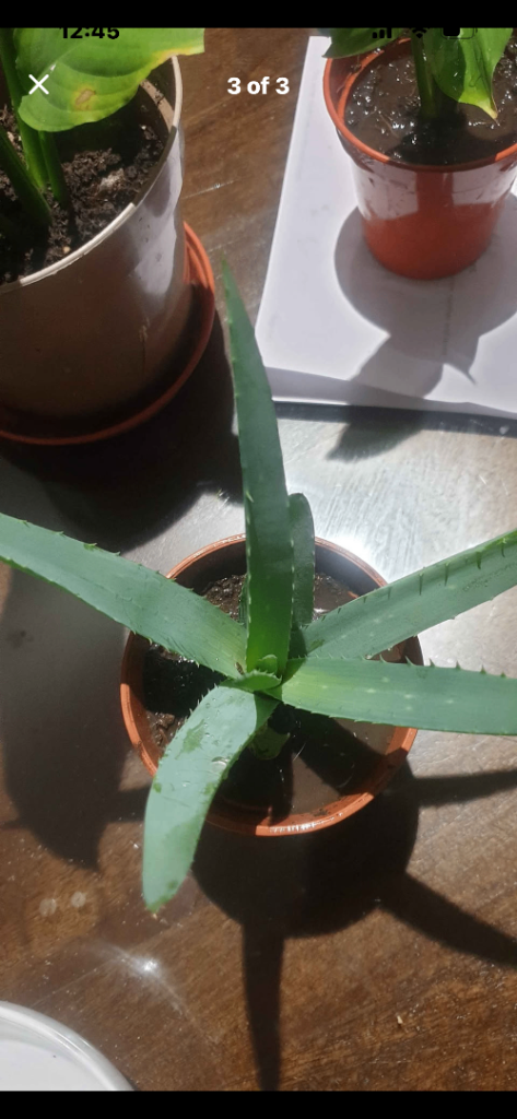 Aloe vera plant