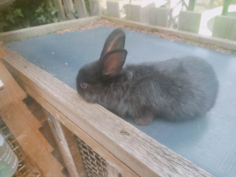 Rabbit for sale