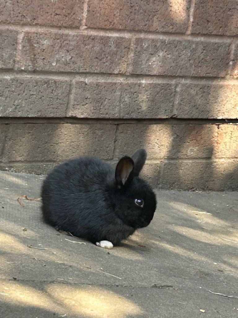 Rabbits