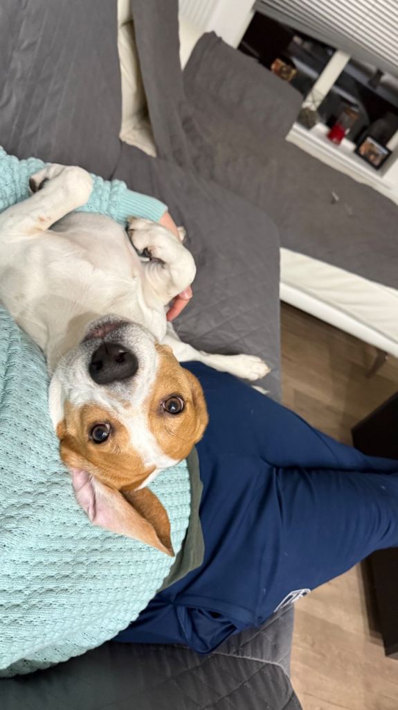 Playful Male Beagle for Sale