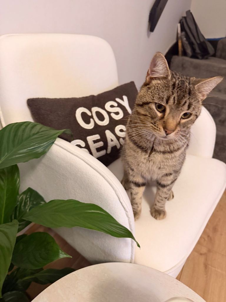 Male 1 year & 10 months Tabby cat 