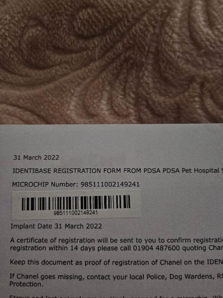 Persian cat for sale