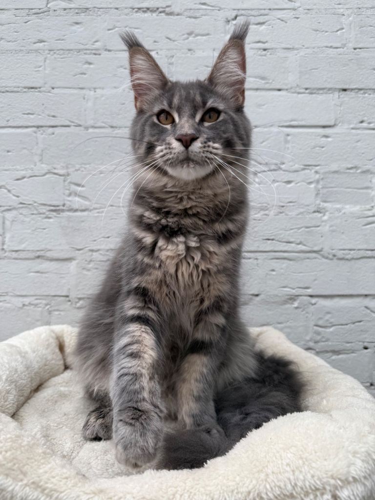 TICA pedigree Maine coon girls Ready Now 