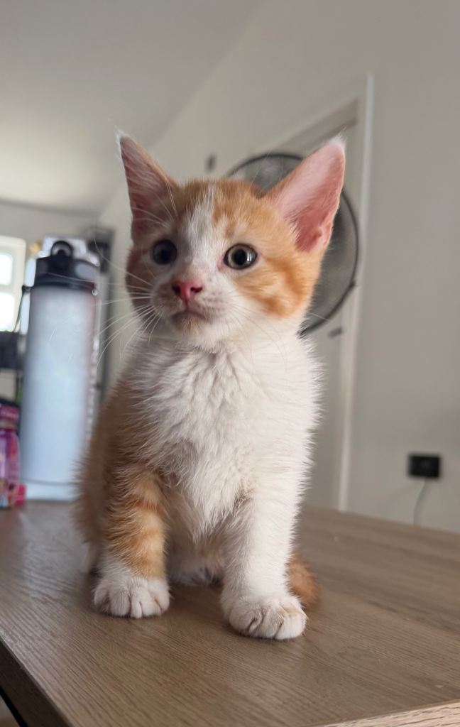 2 male Kittens 